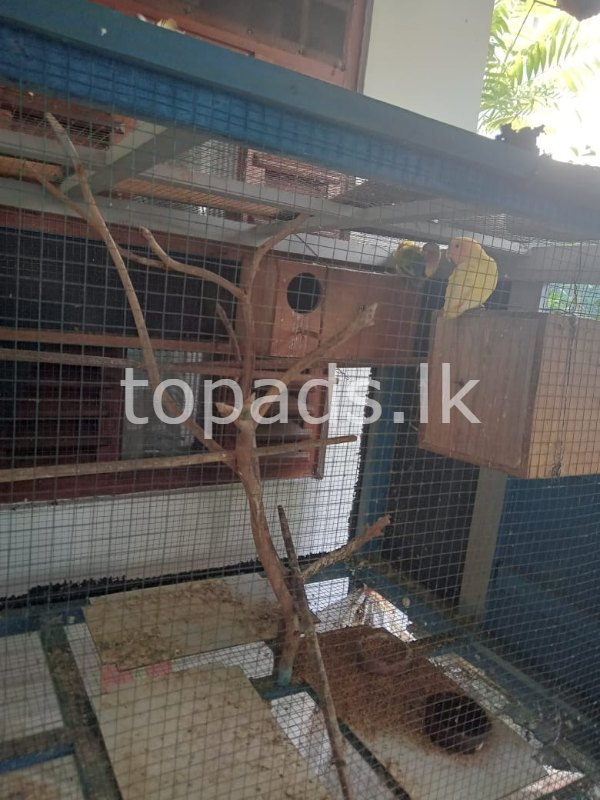 2 pair of African love birds, with cage for Sale